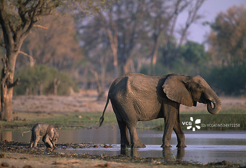 大象和小象在河边图片素材