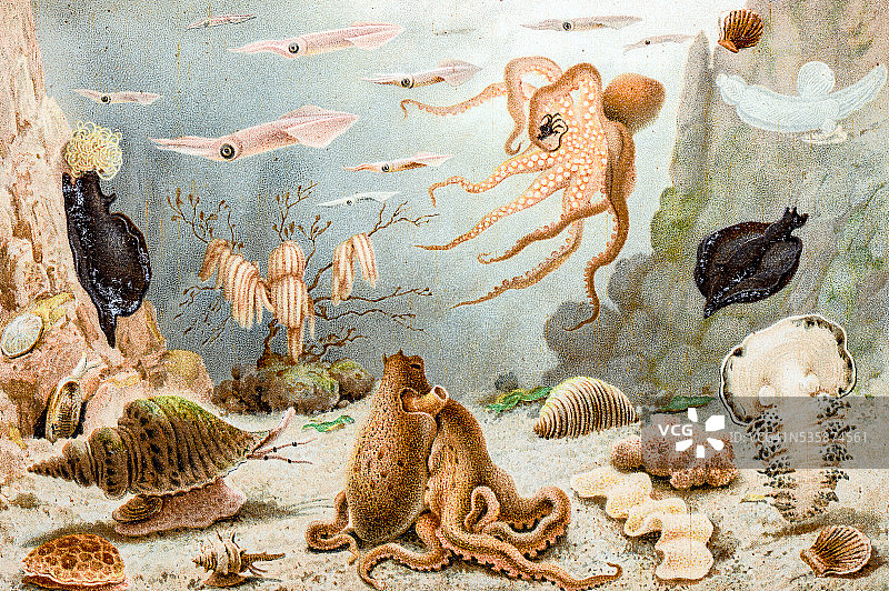古色古香的海洋动物插图图片素材