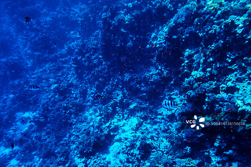 水下海洋生物图片素材
