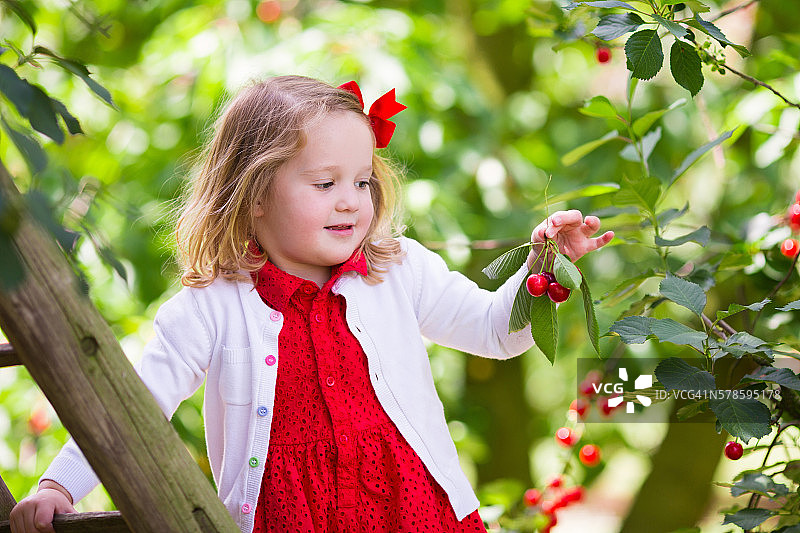 小女孩在收获季节摘樱桃图片素材