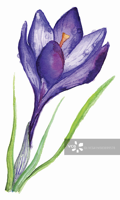 水彩手绘紫罗兰紫番红花孤立图片素材