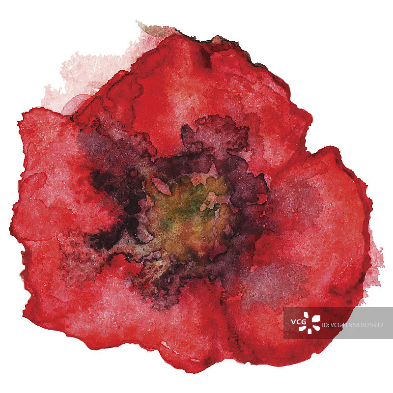 水彩红罂粟花素描孤立向量图片素材
