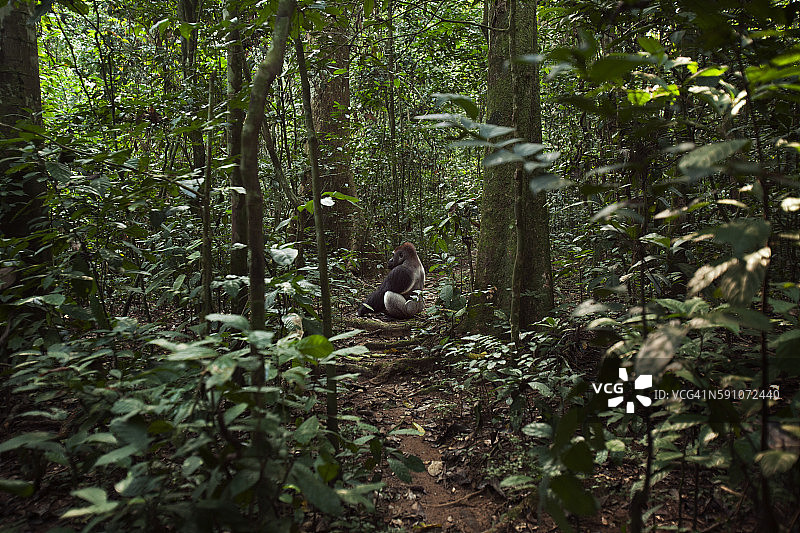 西部低地大猩猩统治雄性银背大猩猩“Makumba”，32岁，坐在森林小径上图片素材