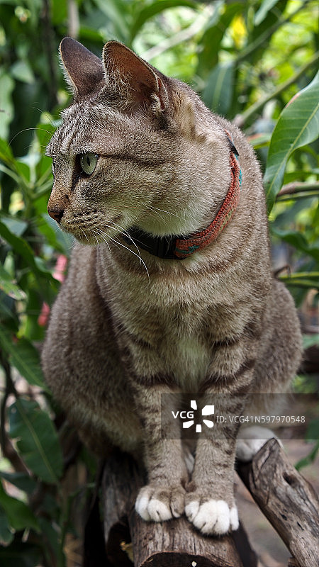 芒果里的虎斑猫图片素材