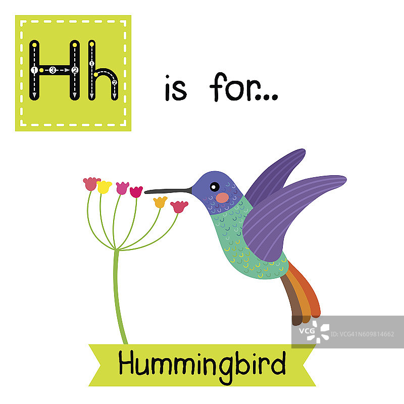 字母H跟踪。正在采集花蜜的金尾蓝宝石蜂鸟。图片素材