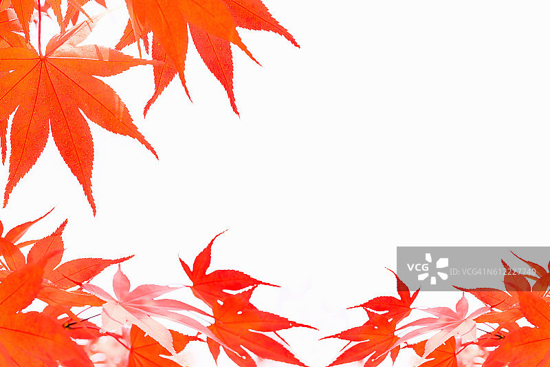 秋天，树叶，枫叶孤立在白色的背景上。图片素材