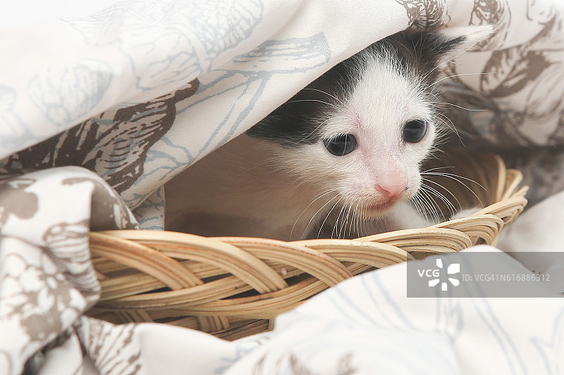 在摄影棚拍摄可爱的小猫在篮子里图片素材
