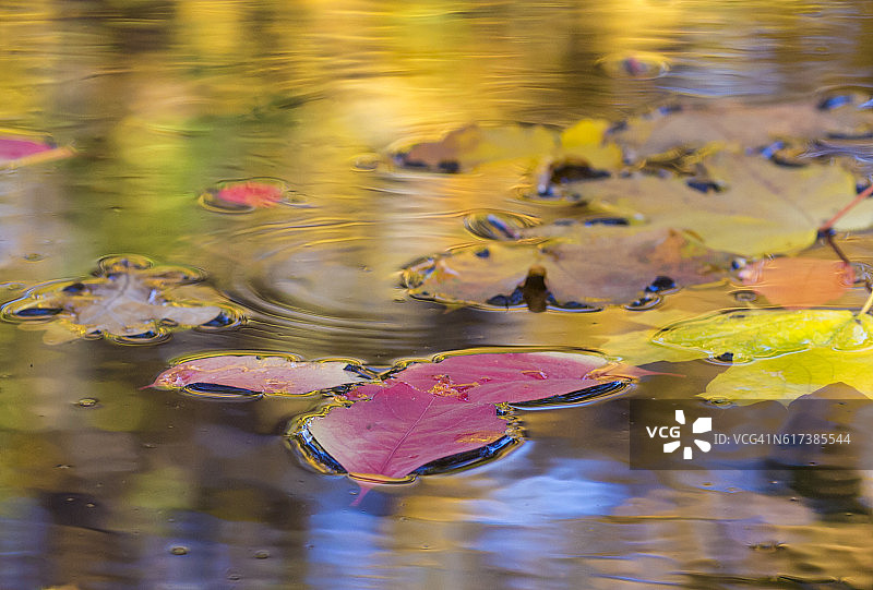 秋天的合成与落叶在水坑图片素材