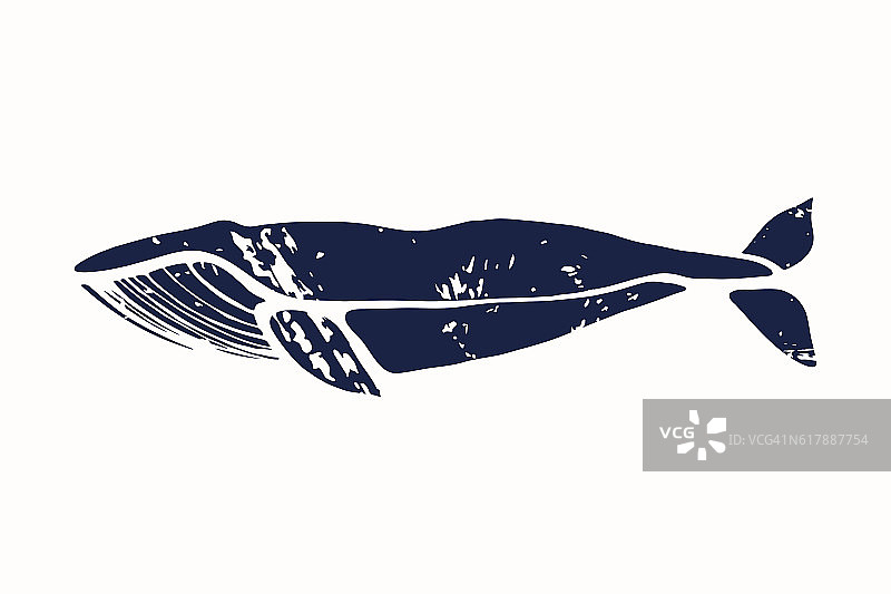 蓝鲸。巴拉诺普特拉肌肉。图片素材