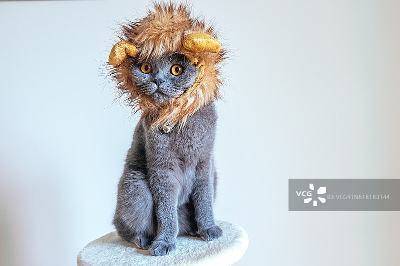 可爱的小猫装扮成狮子图片素材