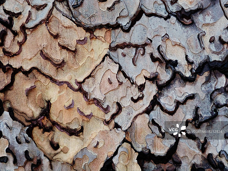 摘要木材松树树皮自然图案背景图片素材