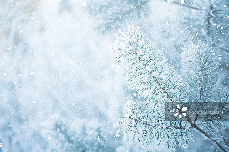 冬天的景象-结霜的松枝。树林里的冬天图片素材