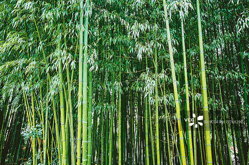 竹林植物，有叶、干图片素材