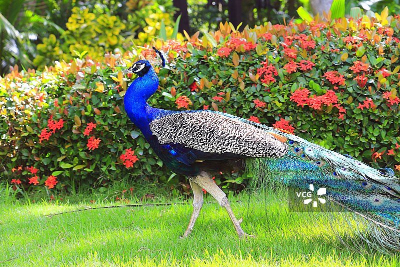 美丽的亚洲印度孔雀在花园里散步，五颜六色的羽毛图片素材