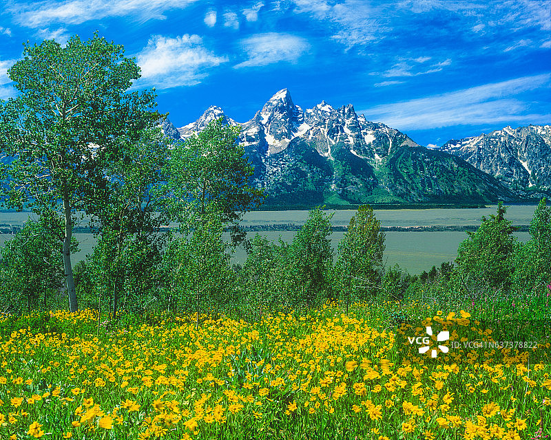 大提顿国家公园(Grand Teton National Park)的春天野花图片素材