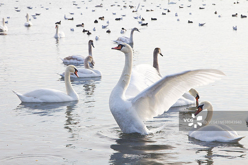 湖里有美丽的天鹅、海鸥和鸭子图片素材