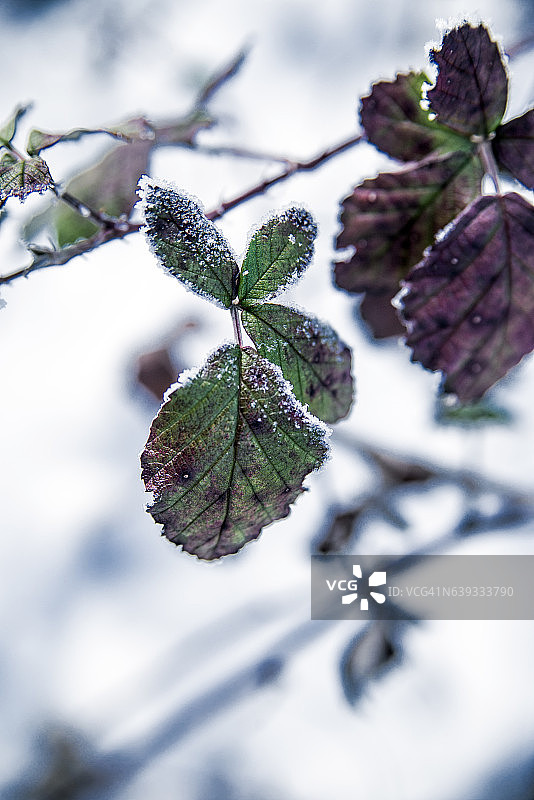 冬天的背景与雪的树枝、树叶和雪花图片素材