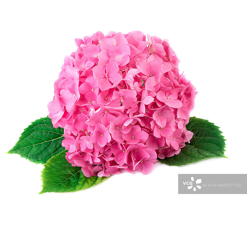 Hortensia花近。粉红色绣球花孤立在白色上图片素材