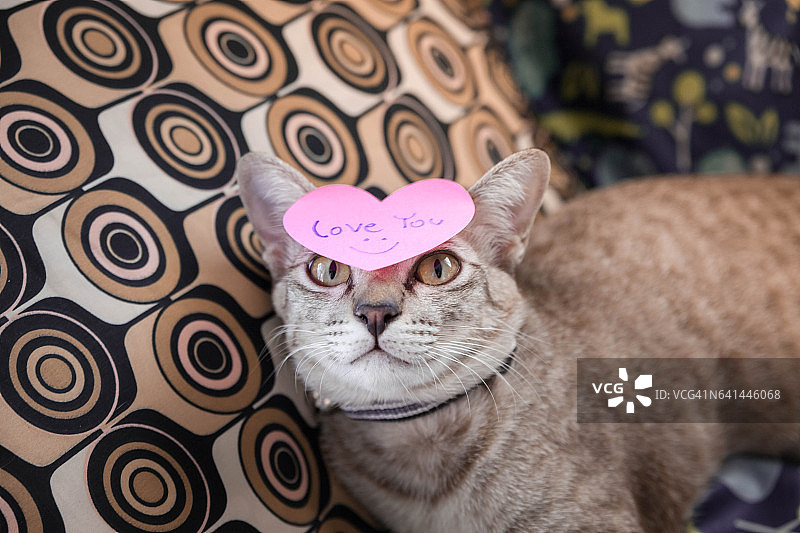 有趣的猫有粉红色的心形爱的头图片素材