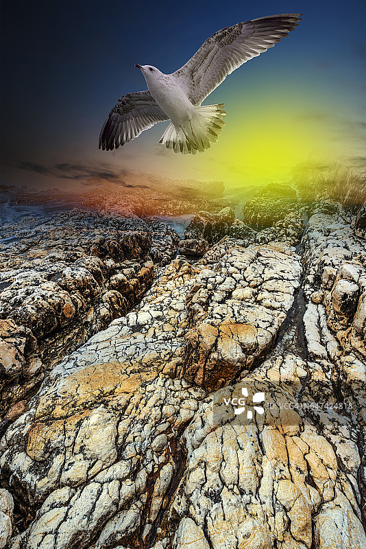 海鸥在岩石上飞翔图片素材