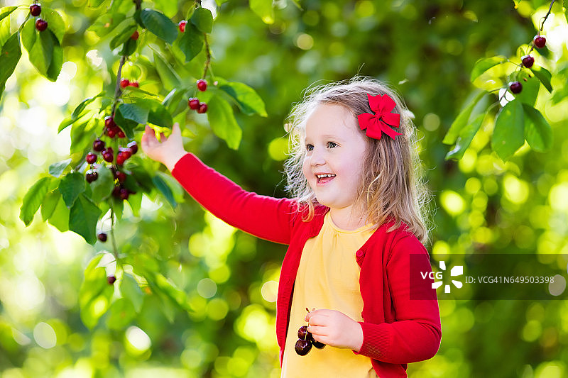小女孩在水果园里摘樱桃图片素材