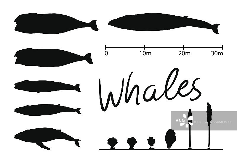 鲸鱼的轮廓，蓝鲸孤立的黑色和白色矢量图片素材