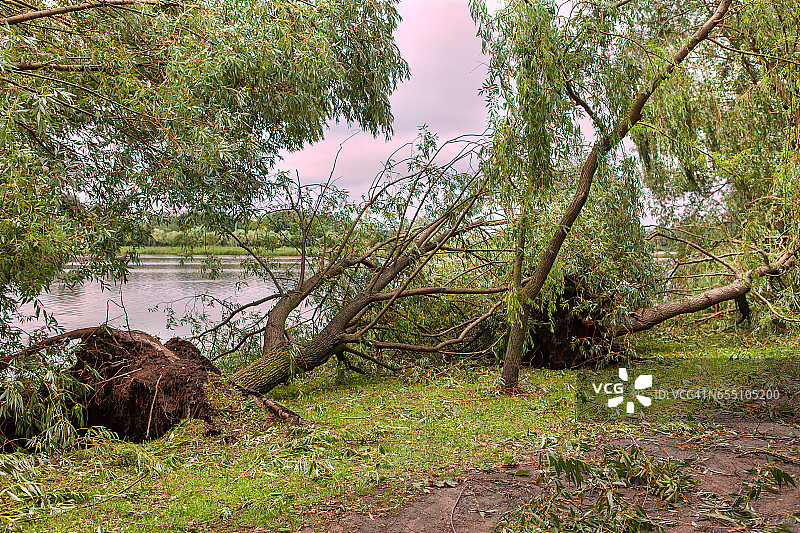飓风过后倒下的树图片素材