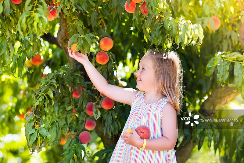 孩子们从果树上摘桃子吃图片素材