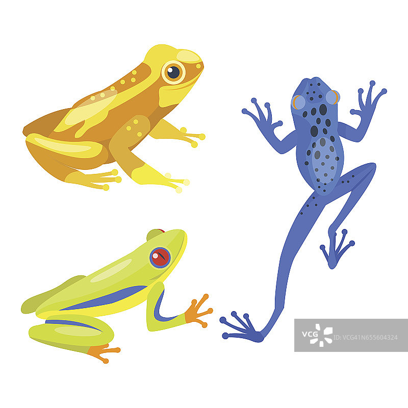 青蛙卡通热带动物卡通自然图标有趣和孤立的吉祥物人物野生有趣的森林蟾蜍两栖动物矢量插图图片素材