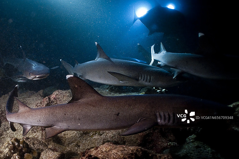 在科科斯岛国家公园里，成群结队的白色尖礁鲨在夜间巡逻珊瑚礁狩猎。图片素材