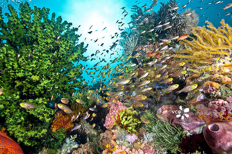 科莫多海底世界。图片素材