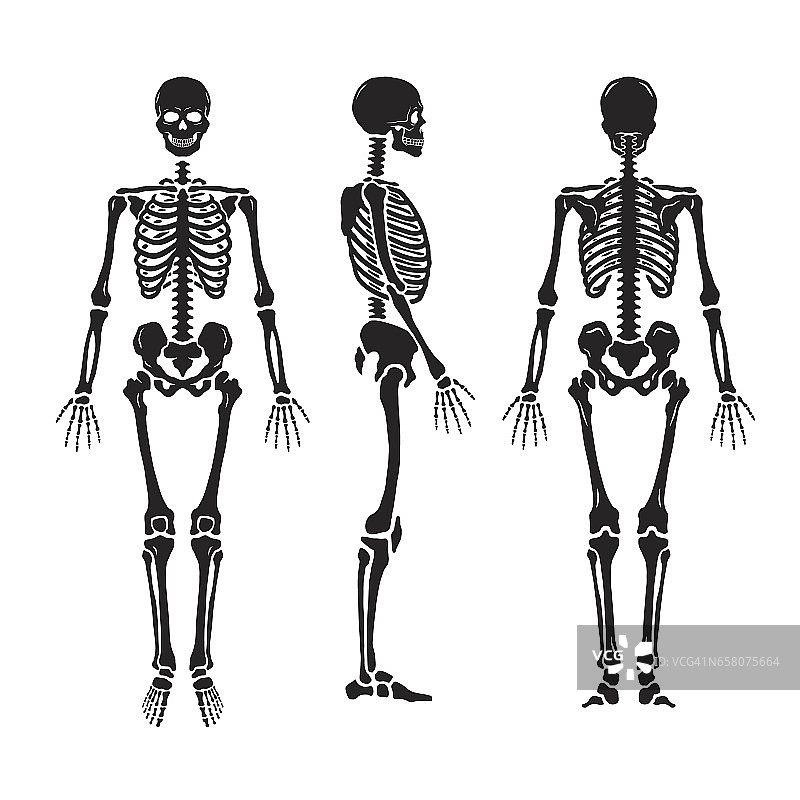 解剖学上的人体骨骼，有三种姿势。图片素材