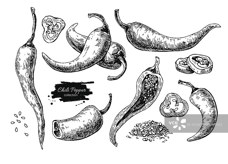 辣椒手绘矢量插图。蔬菜雕刻风格的对象。图片素材