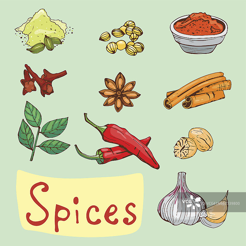 香料调味料手绘风格食物药草元素和种子配料烹饪花蕾叶子食物植物健康有机蔬菜载体插图图片素材
