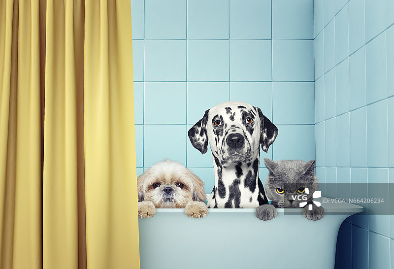 两只狗和一只猫在洗澡图片素材