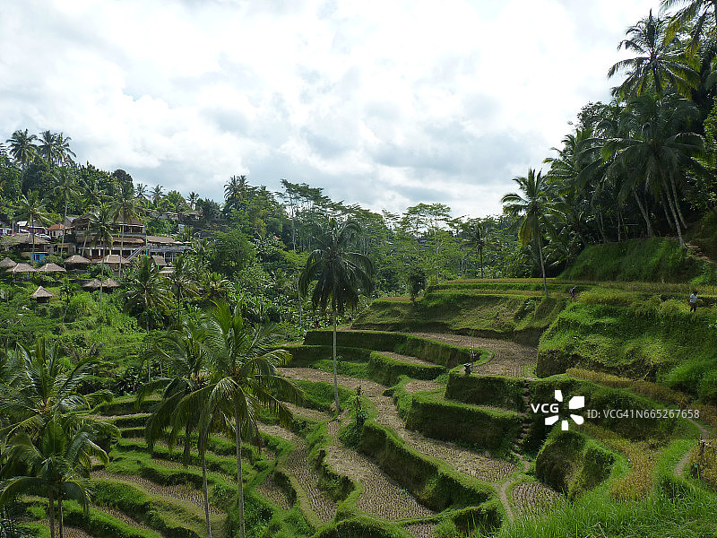 美丽的稻田Tegalalang，巴厘岛，印度尼西亚图片素材