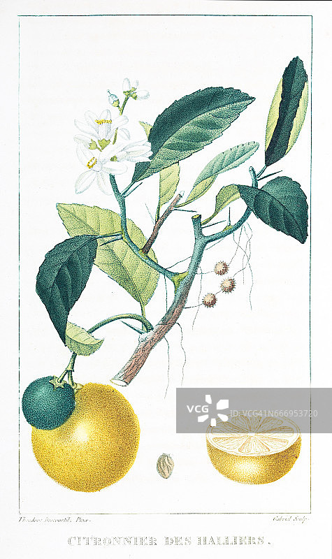 香茅(柠檬)Descourtilz彩色雕刻安的列斯群岛图片素材