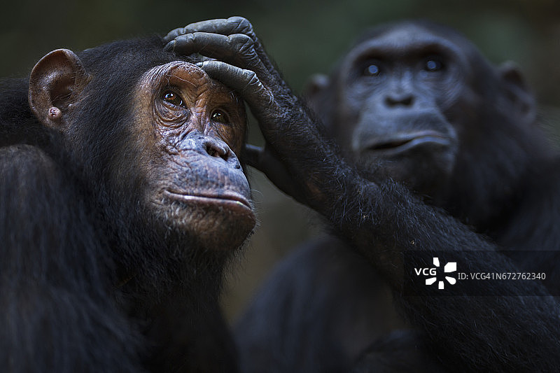 东部黑猩猩双胞胎“金色”和“闪光”14岁梳理图片素材