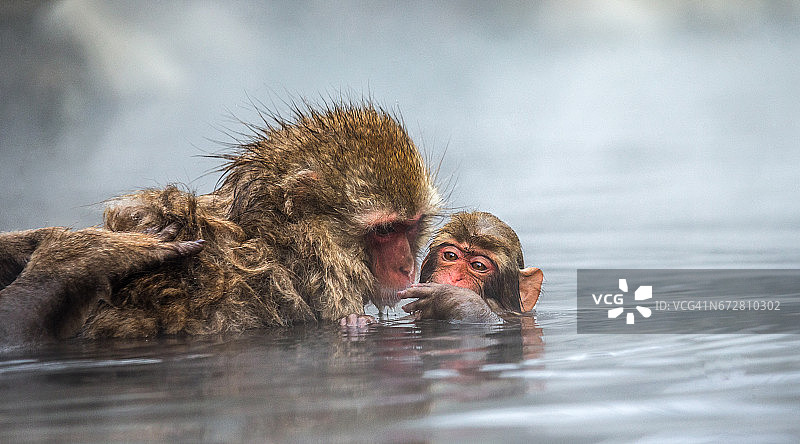 日本猕猴妈妈和宝宝坐在温泉的水里。图片素材