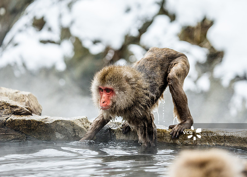 温泉附近岩石上的日本猕猴。图片素材