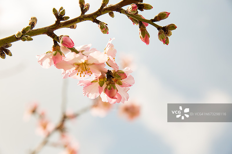 春天有杏花树图片素材