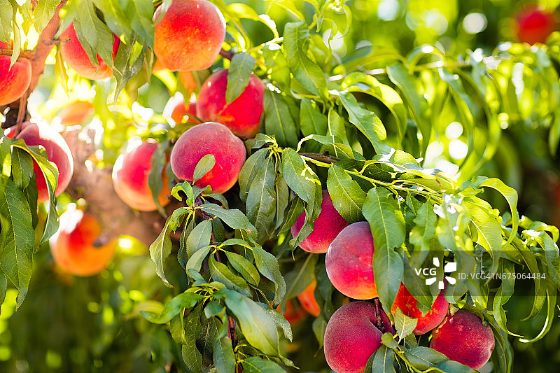 夏天果园里树上新鲜成熟的桃子图片素材