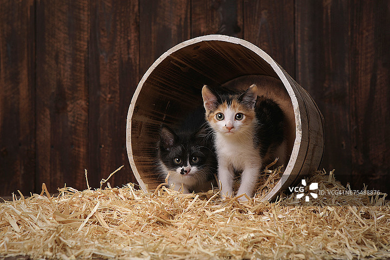 可爱可爱的小猫在谷仓设置与干草图片素材