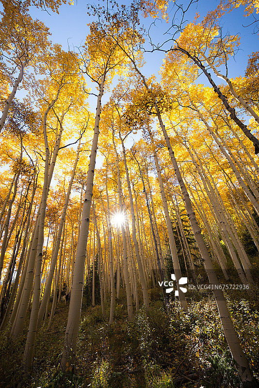 位于美国科罗拉多州阿斯彭(aspen)秋天图片素材