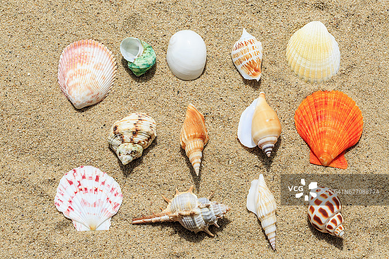 沙滩上的海螺和贝壳图片素材