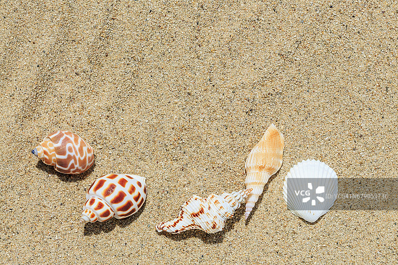 热带海滩上美丽的海螺图片素材