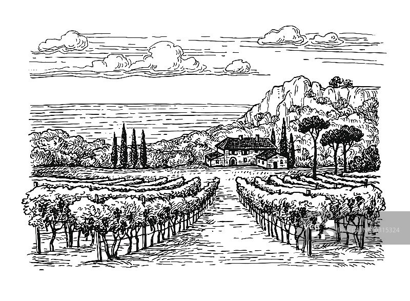 手绘葡萄园景观。图片素材