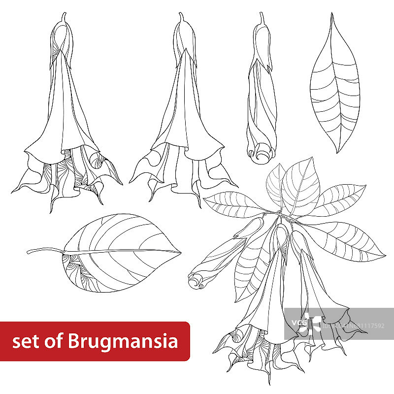 向量集合与布鲁格mansia arborea或天使喇叭，花，芽和叶孤立在白色。图片素材