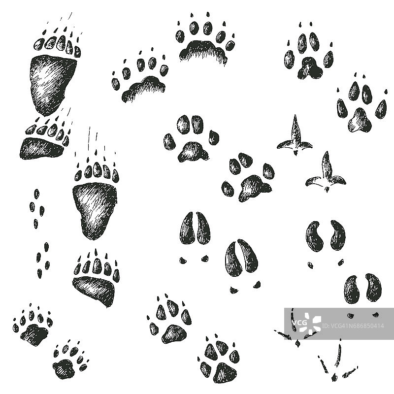 行走野生森林动物和鸟类的足迹向量组图片素材