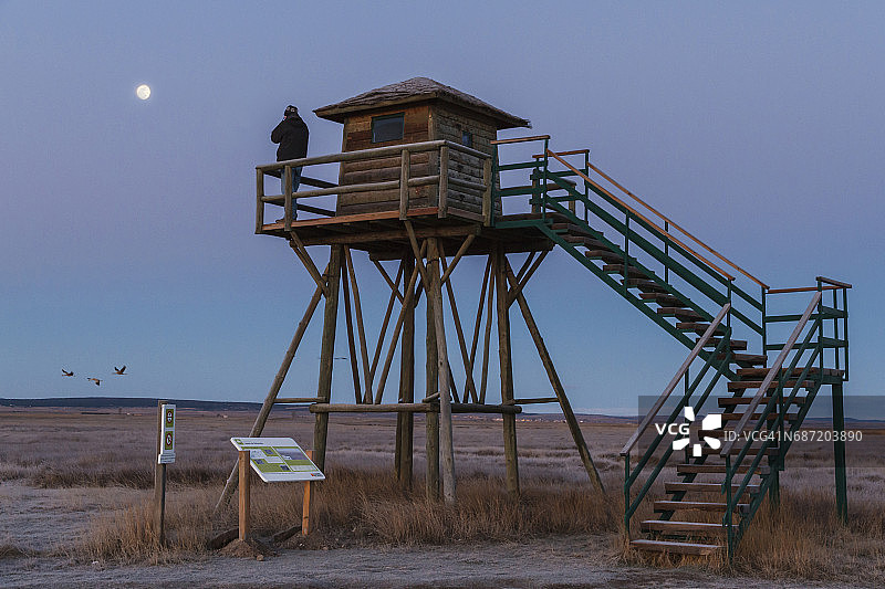 冬天，黎明时分，从加洛坎塔泻湖的天文台，你可以看到欧亚鹤(Grus Grus)离开去田野觅食。图片素材